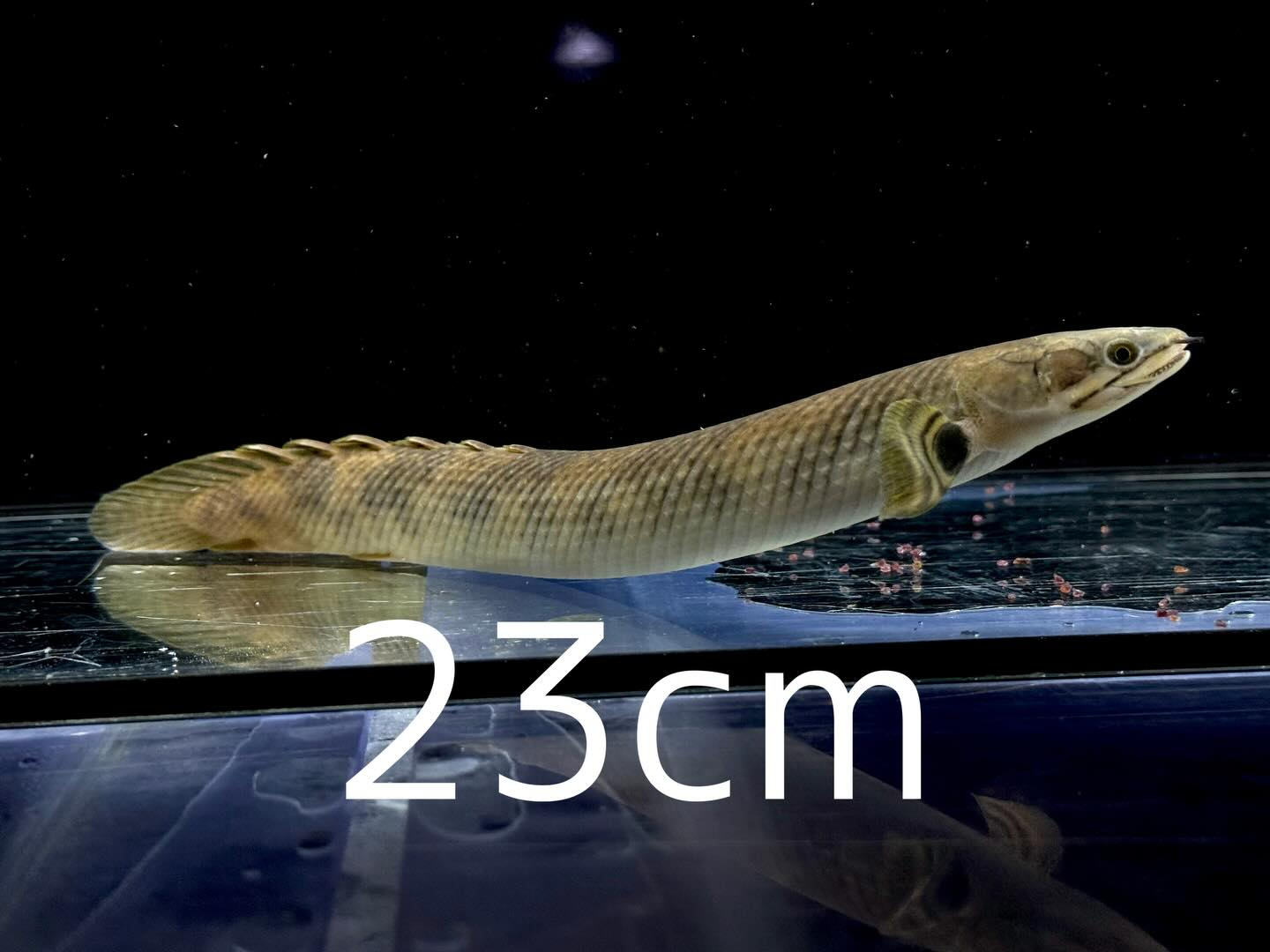 aquastyleg.base.shop/items/132...