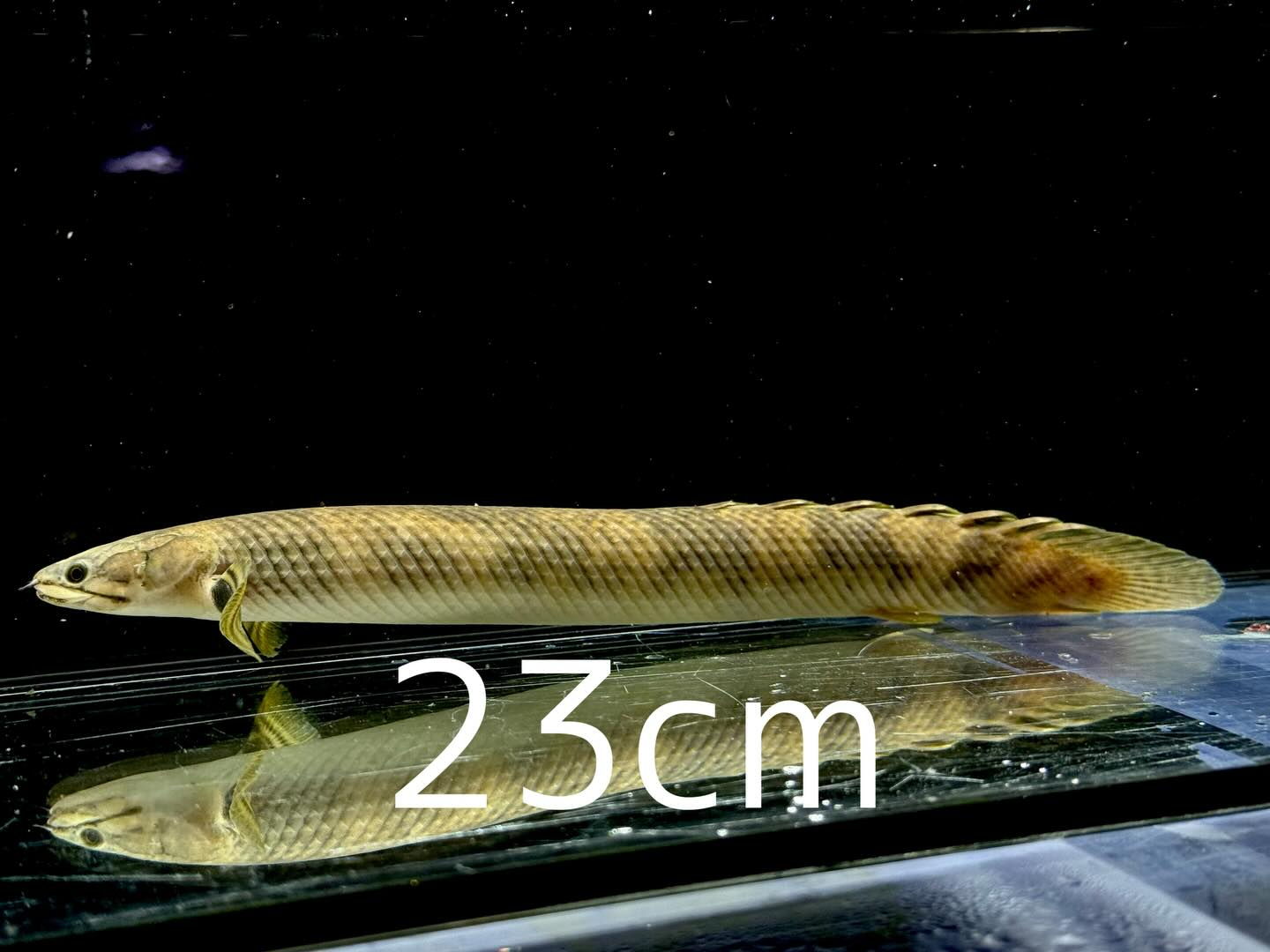 aquastyleg.base.shop/items/132...