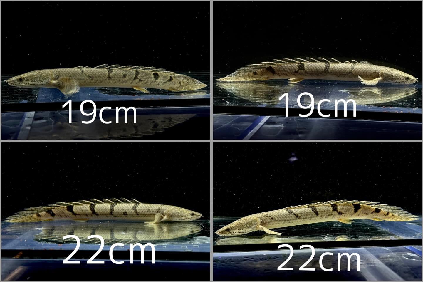 aquastyleg.base.shop/items/132...