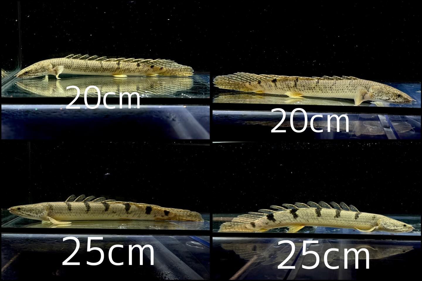 aquastyleg.base.shop/items/132...