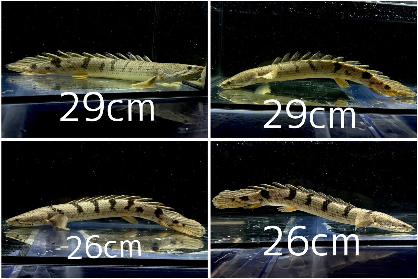 aquastyleg.base.shop/items/132...