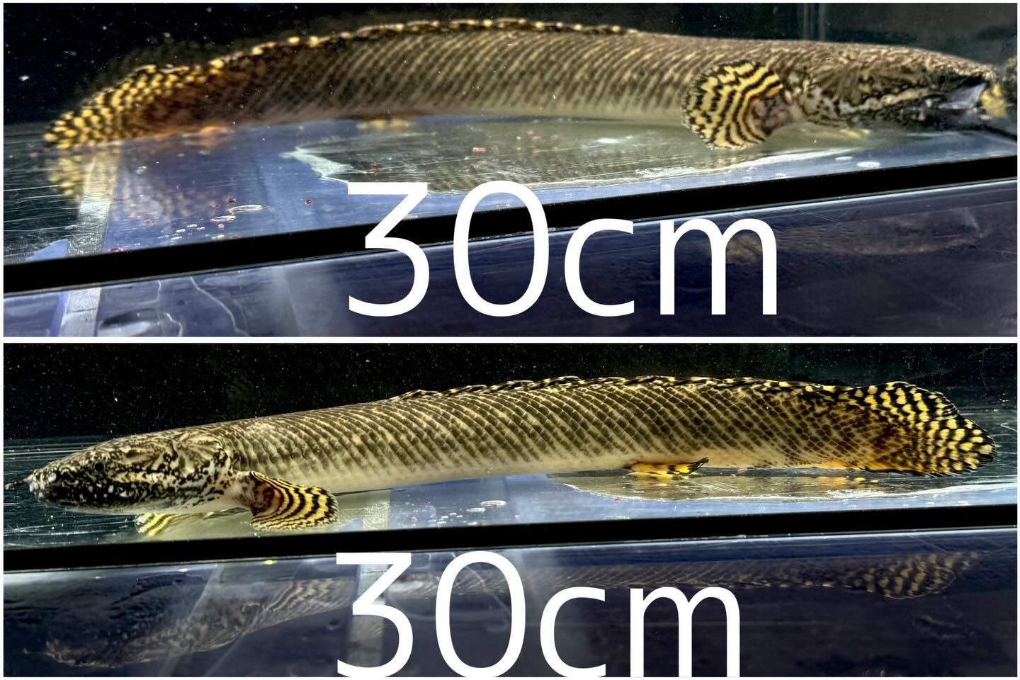 Po.オルナティピンニス 〈30up〉 30〜32㎝± Bｸﾞﾙｰﾌﾟ