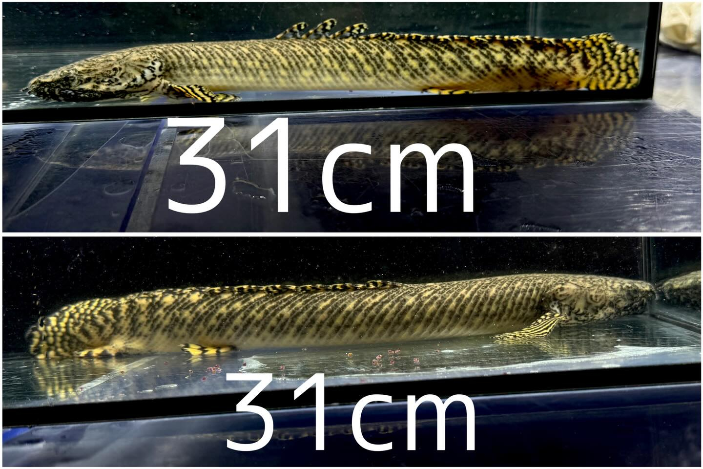 aquastyleg.base.shop/items/131...