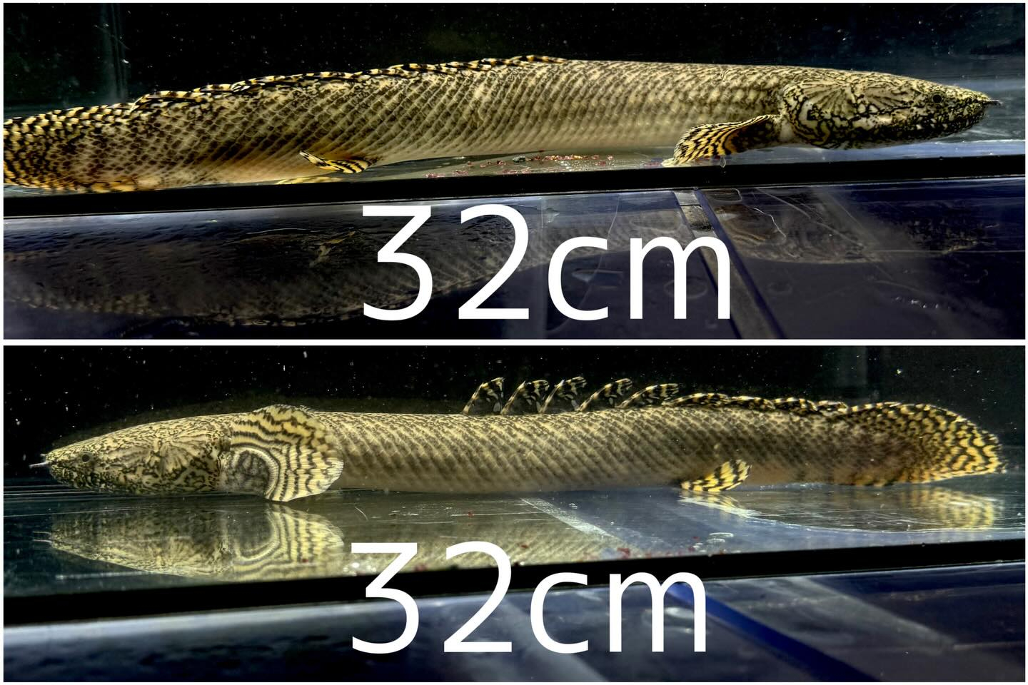 aquastyleg.base.shop/items/131...