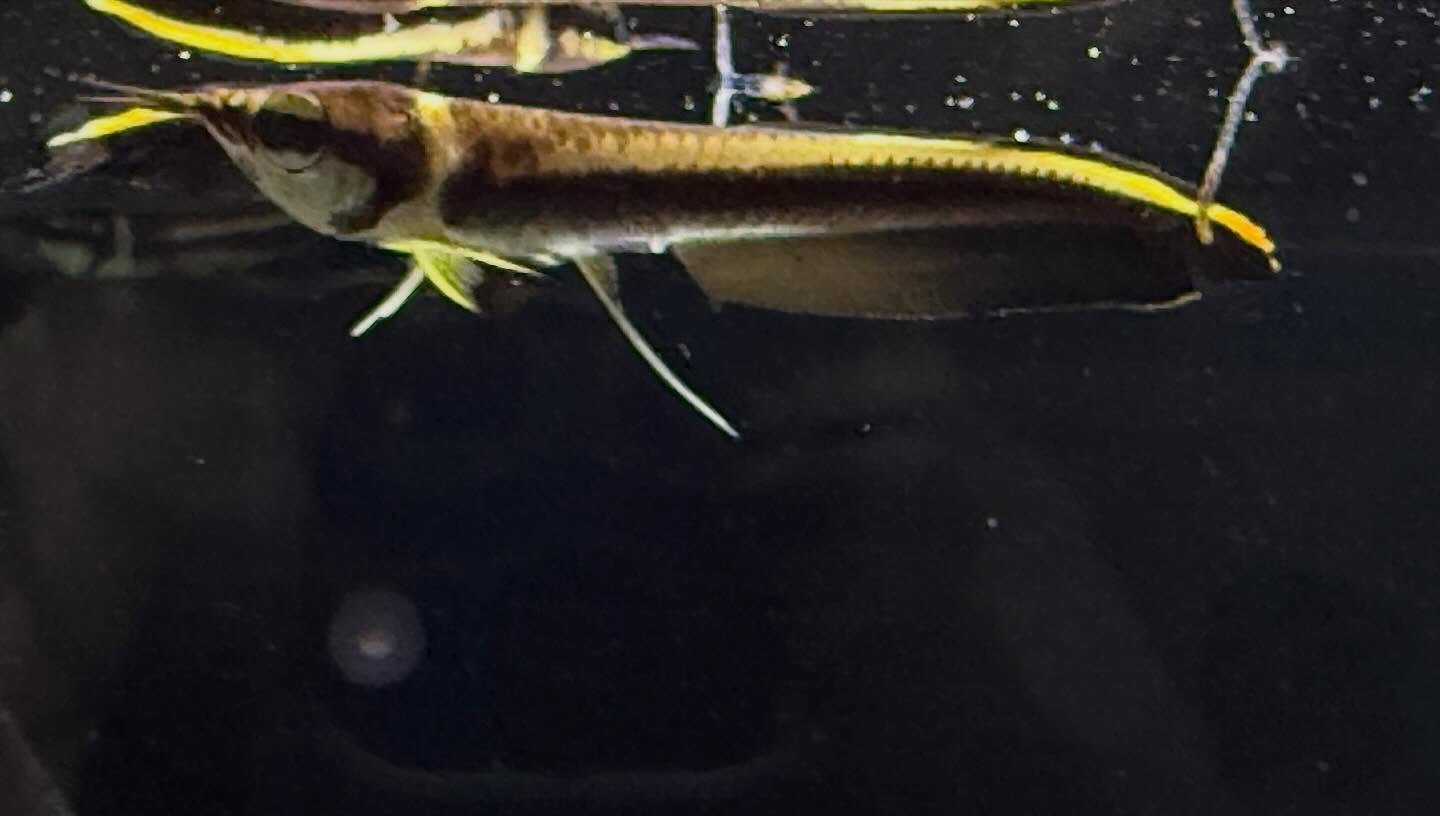 aquastyleg.base.shop/items/132...