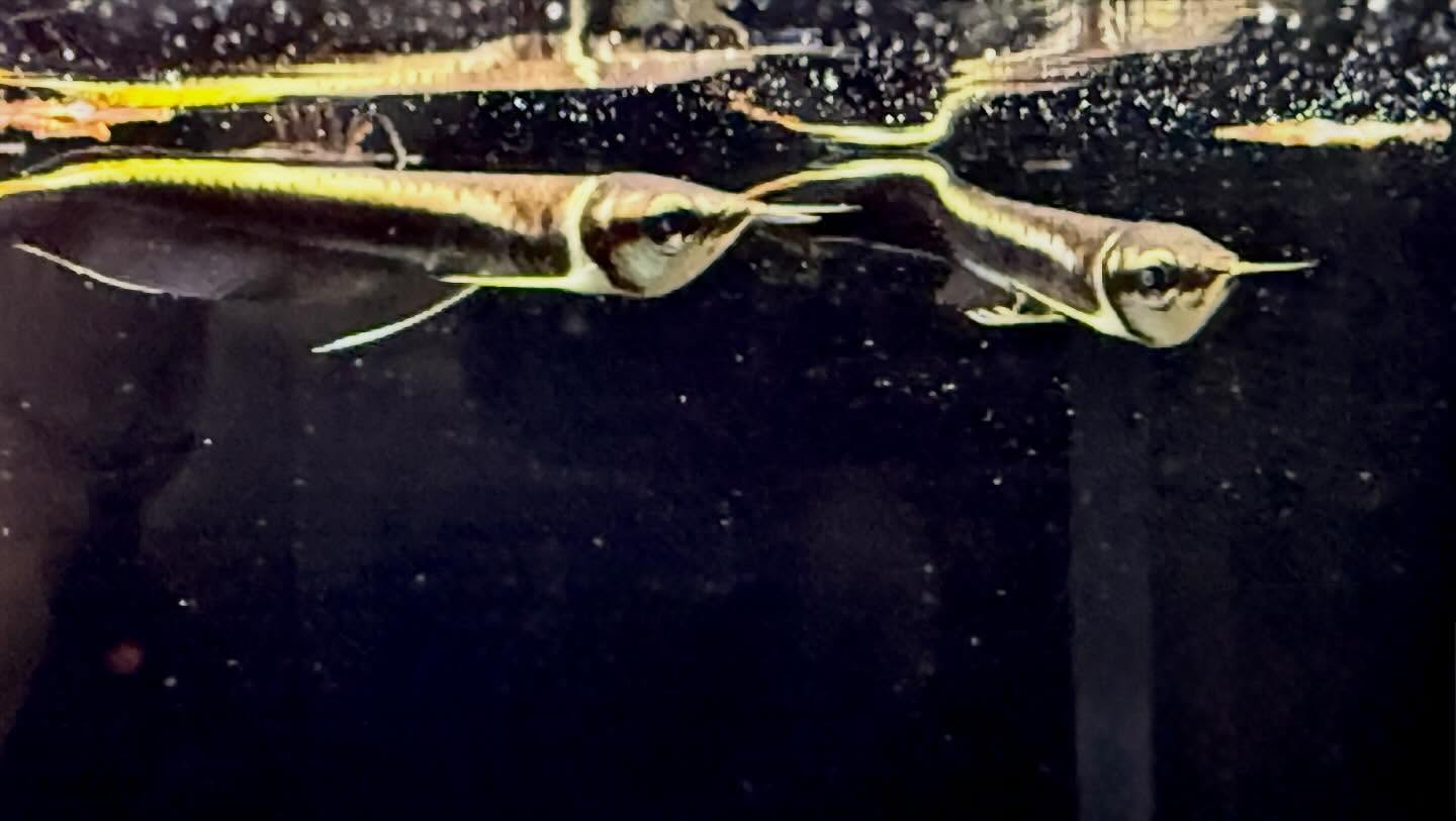 aquastyleg.base.shop/items/132...