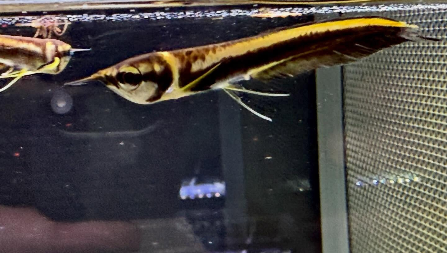 aquastyleg.base.shop/items/132...