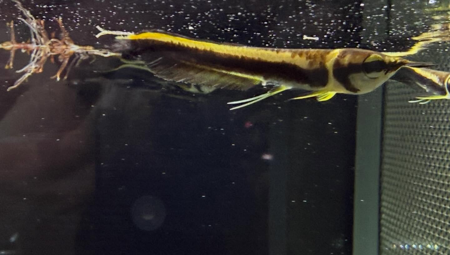 aquastyleg.base.shop/items/132...