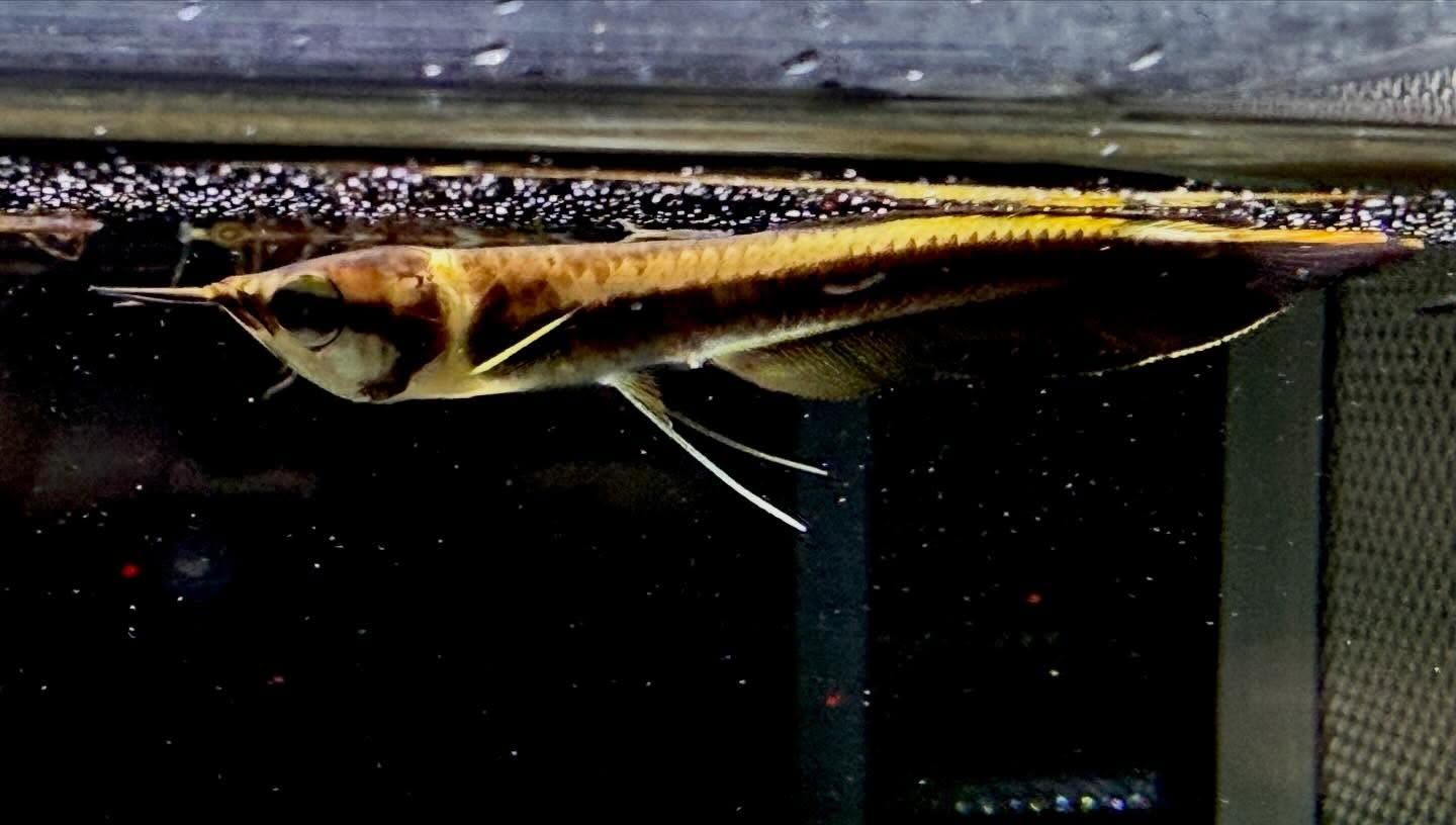 aquastyleg.base.shop/items/132...