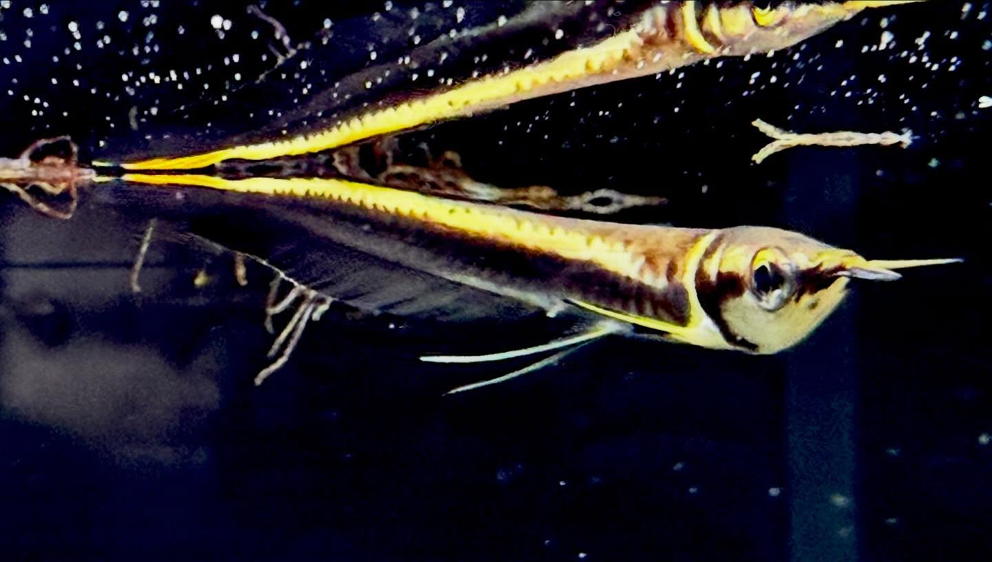 aquastyleg.base.shop/items/132...