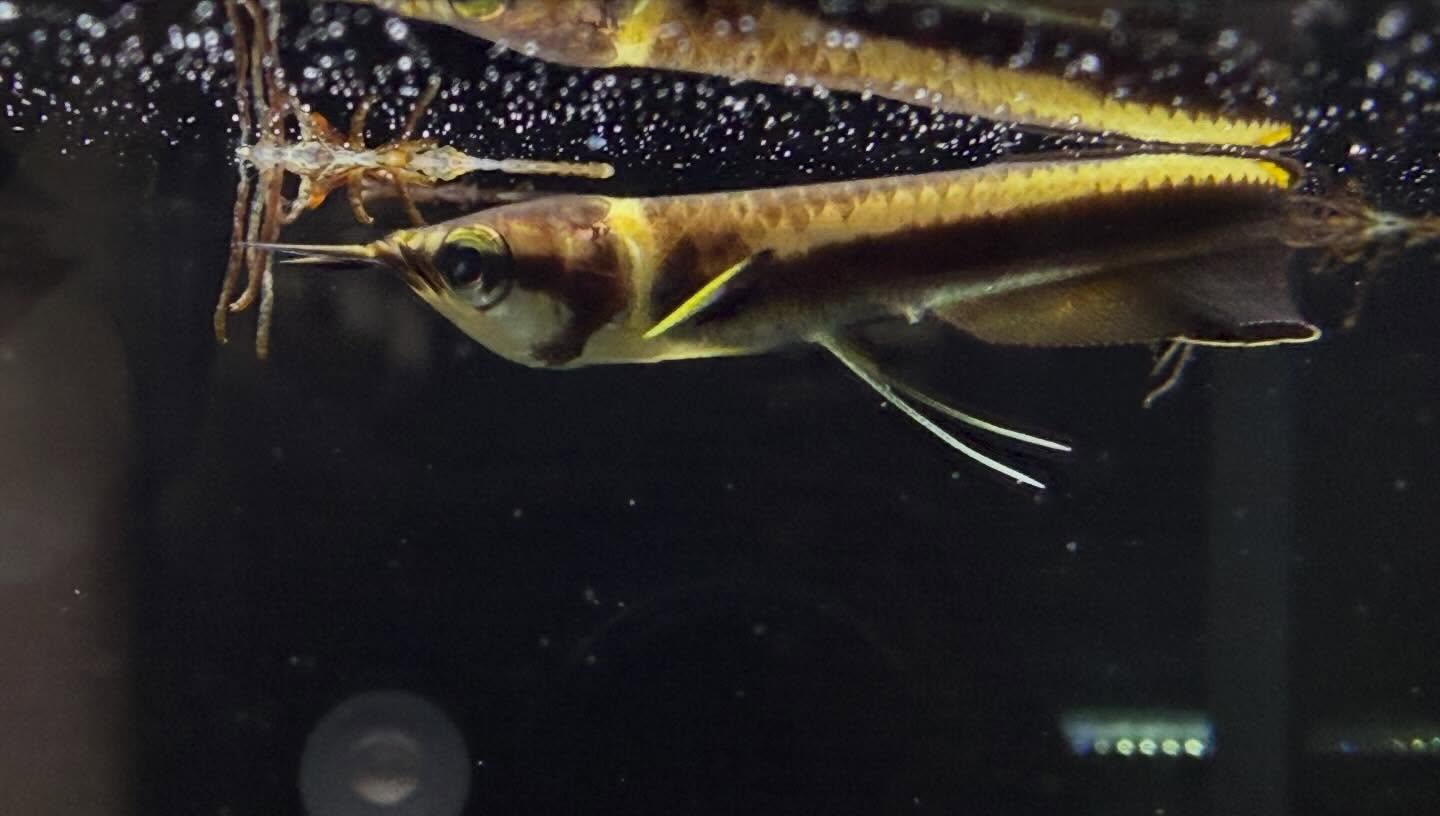 aquastyleg.base.shop/items/132...