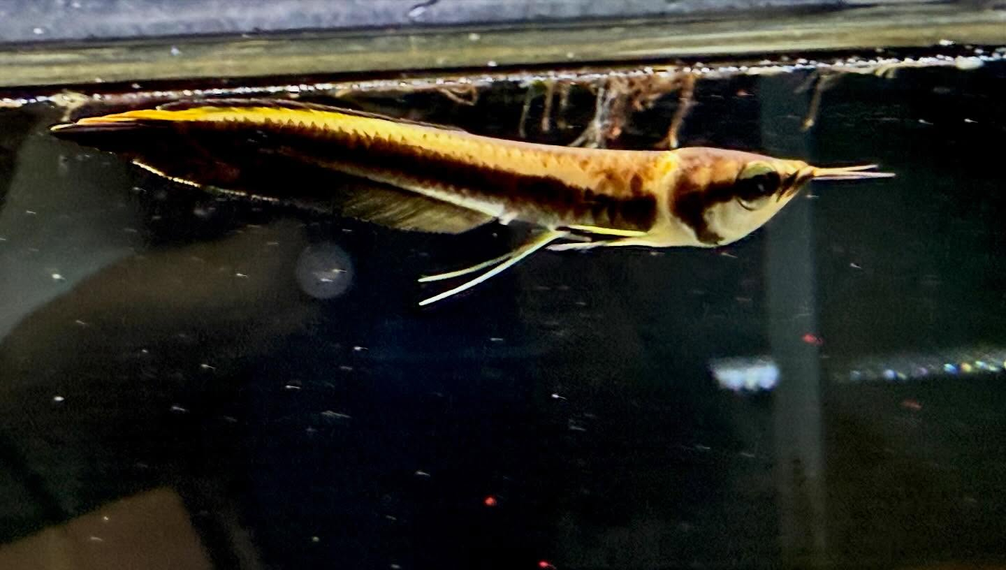 aquastyleg.base.shop/items/132...