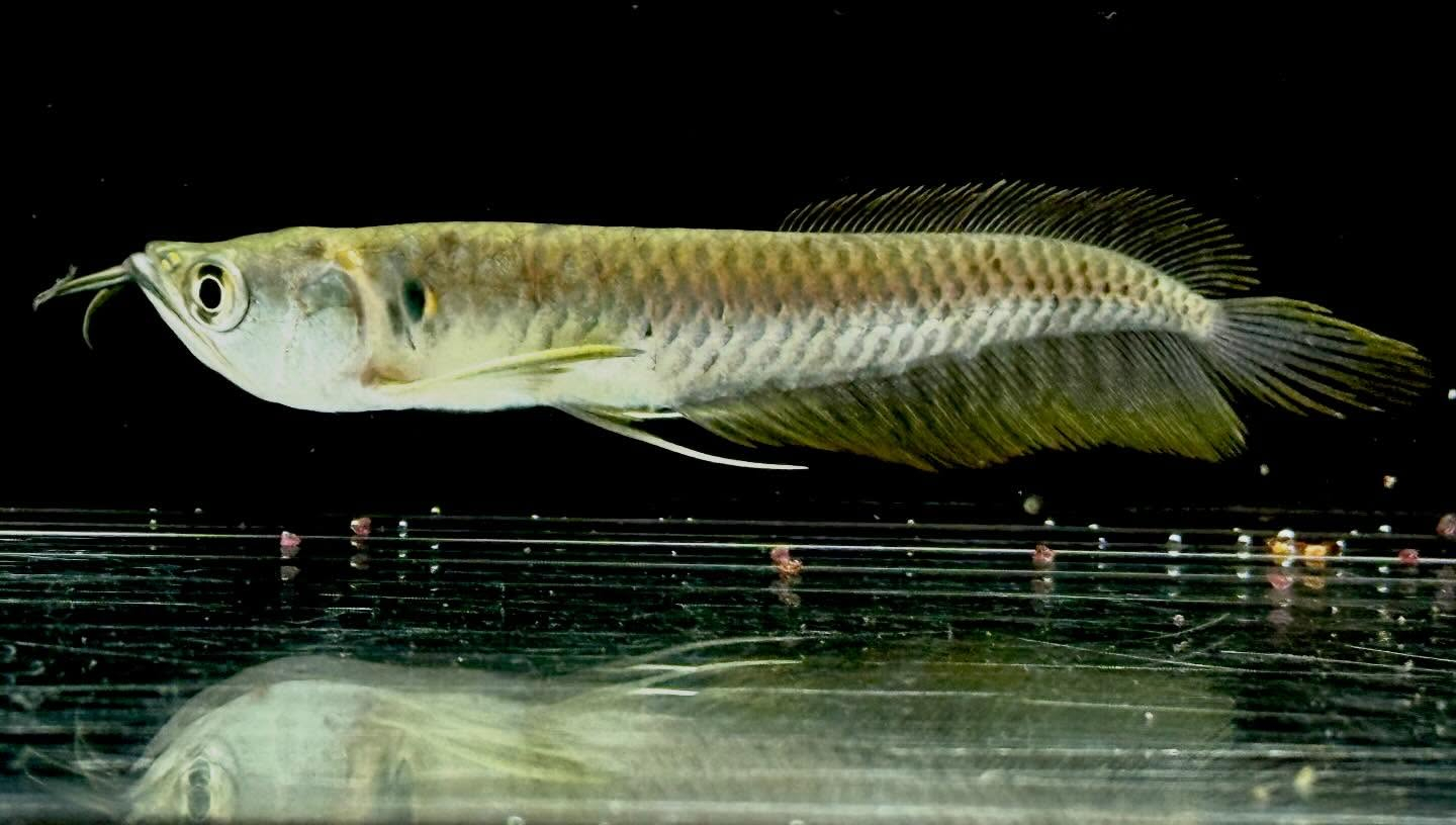 aquastyleg.base.shop/items/132...