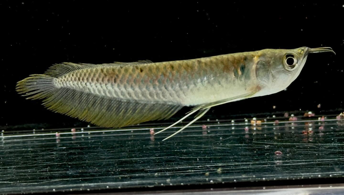 aquastyleg.base.shop/items/132...