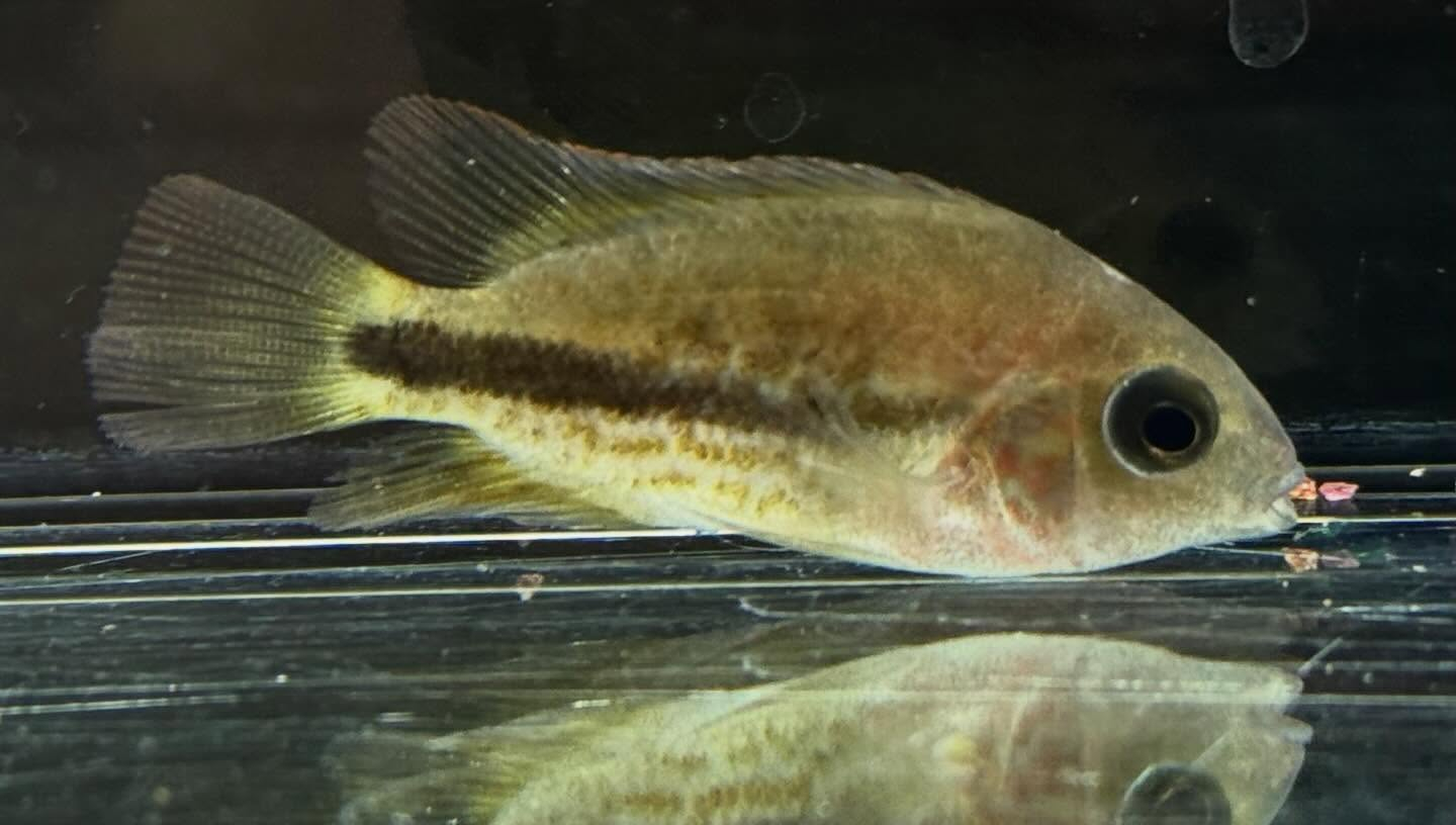 aquastyleg.base.shop/items/132...