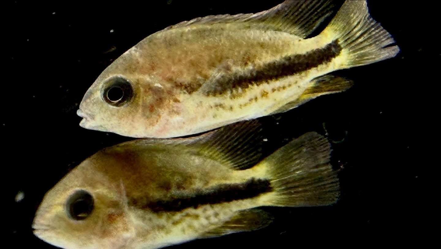 aquastyleg.base.shop/items/132...