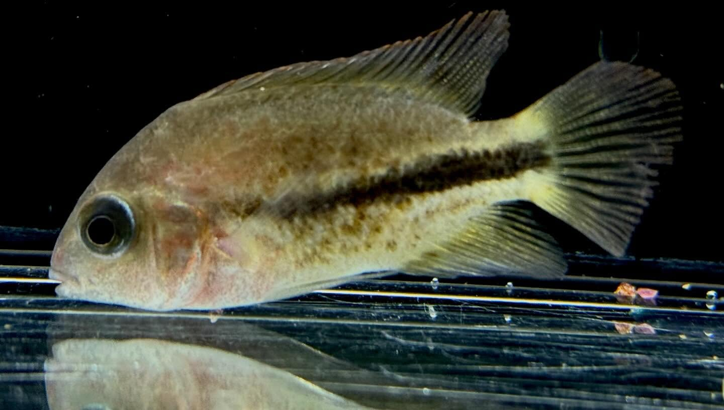 aquastyleg.base.shop/items/132...