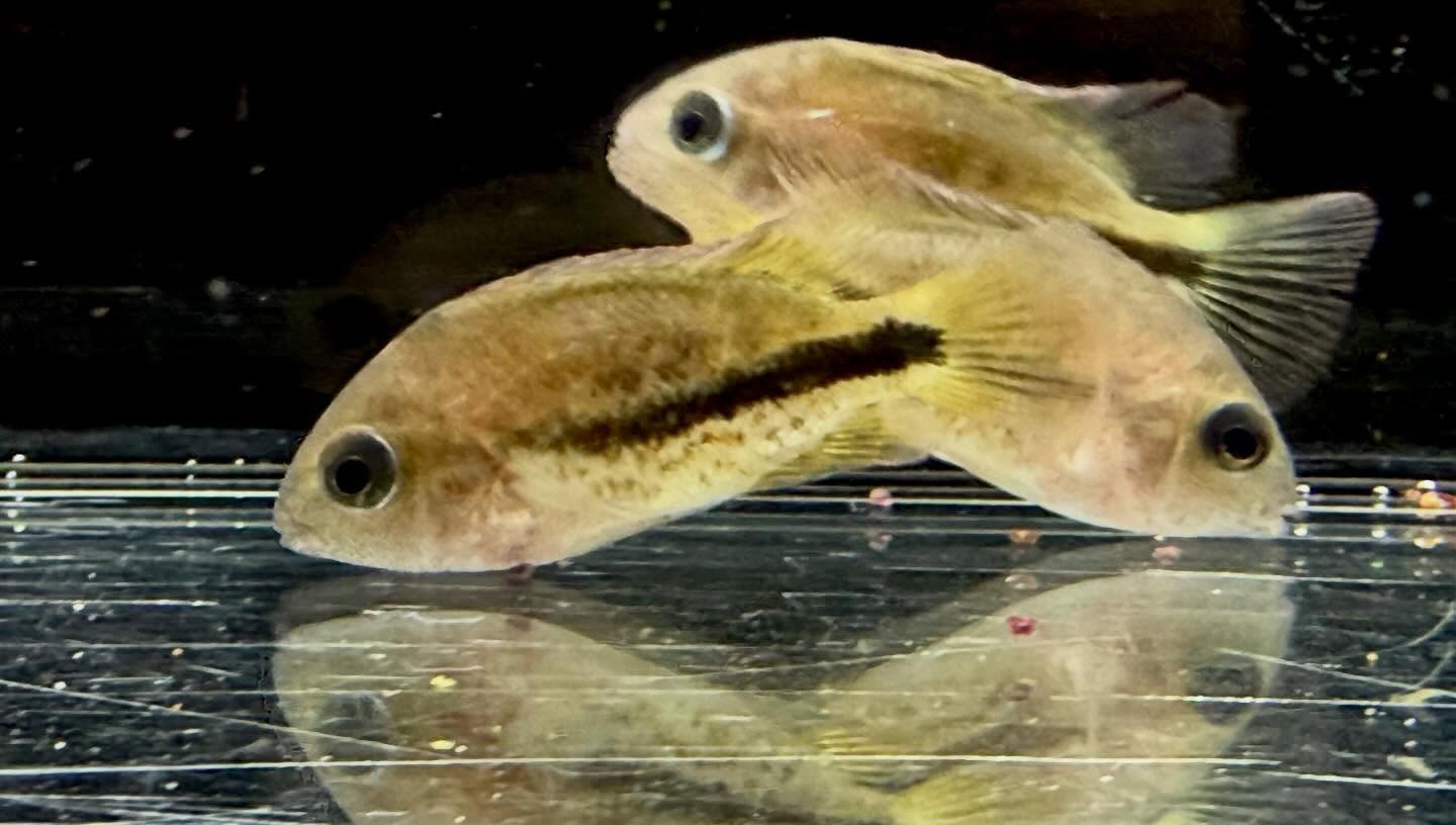 aquastyleg.base.shop/items/132...