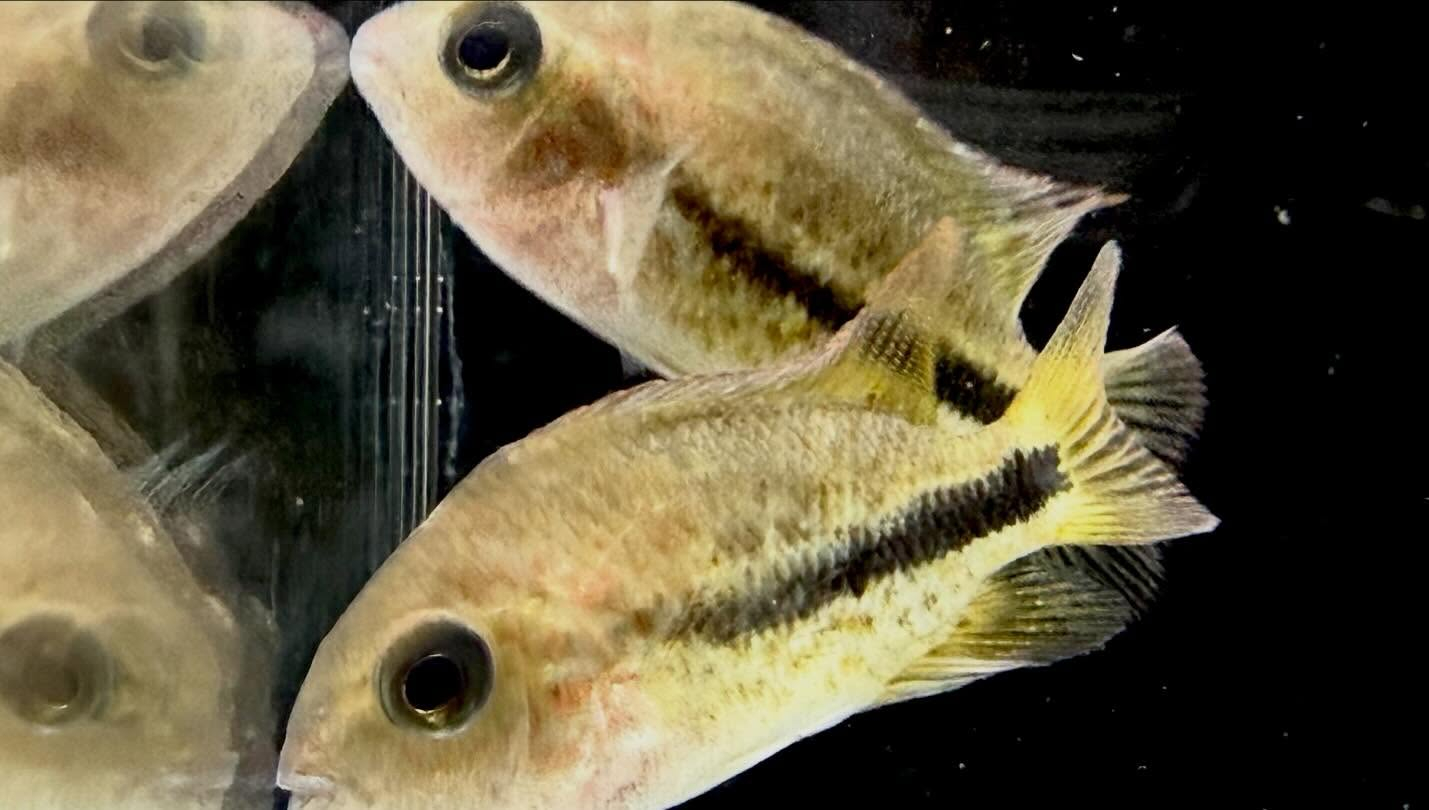 aquastyleg.base.shop/items/132...