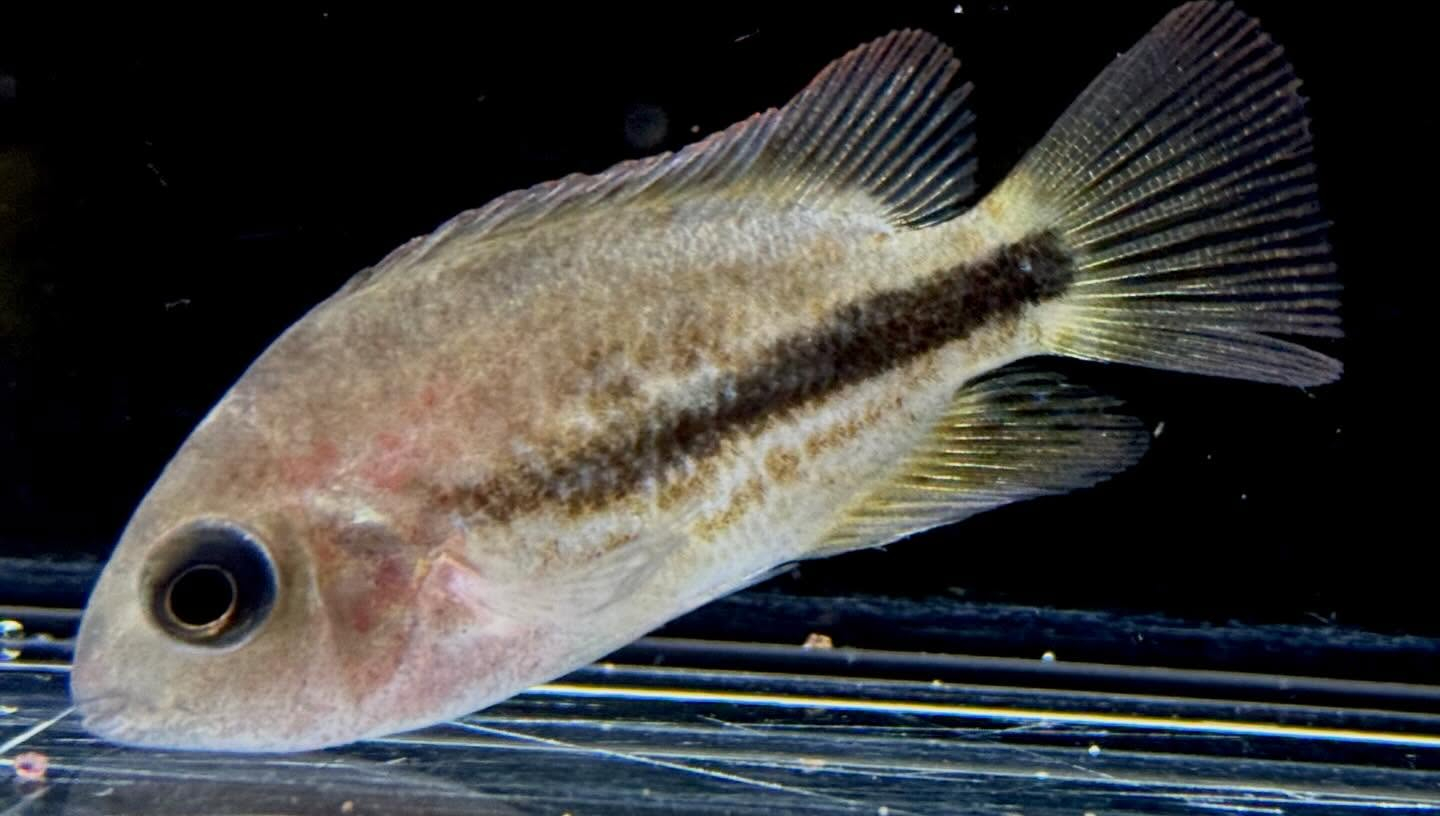 aquastyleg.base.shop/items/132...