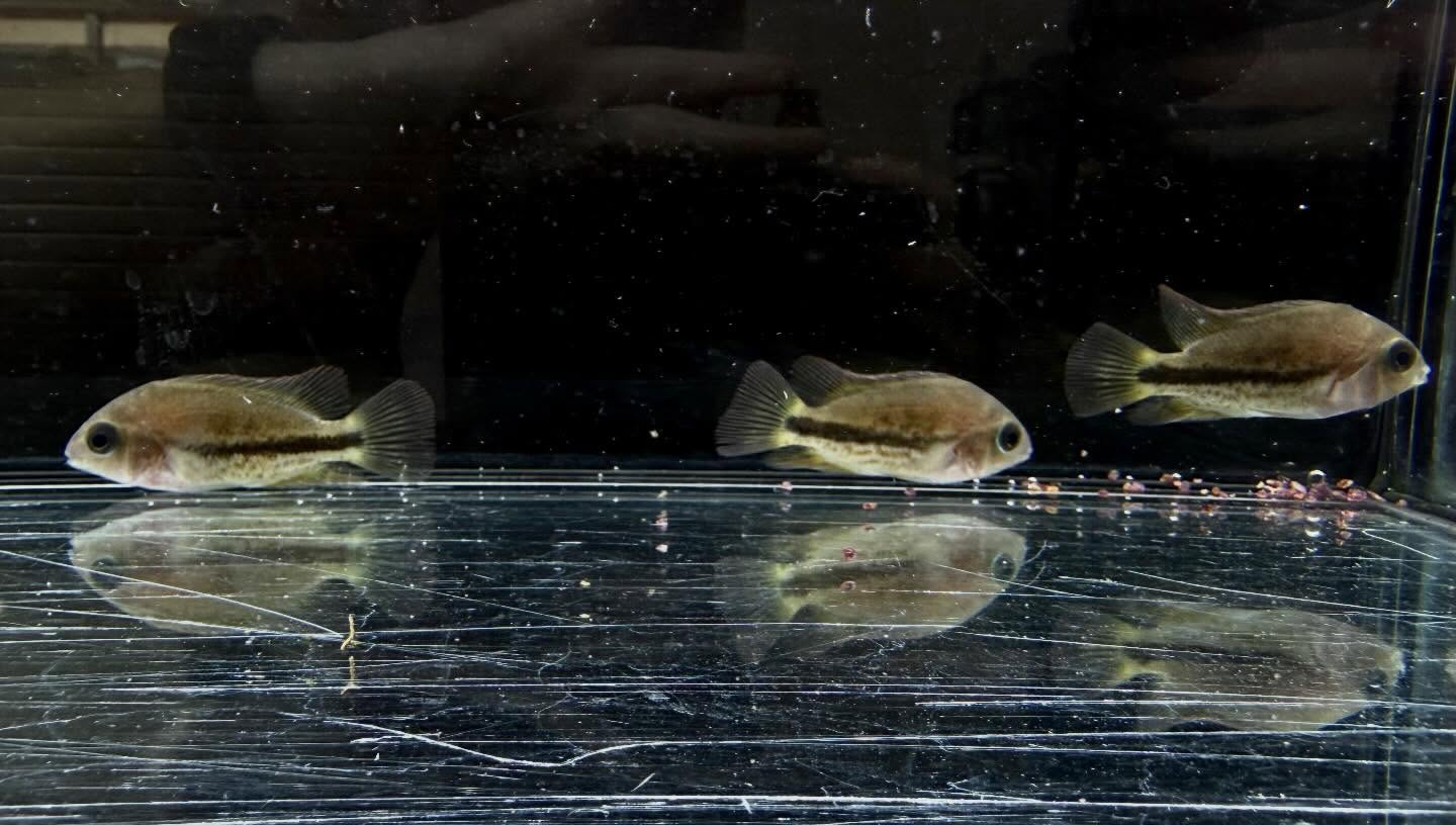 aquastyleg.base.shop/items/132...