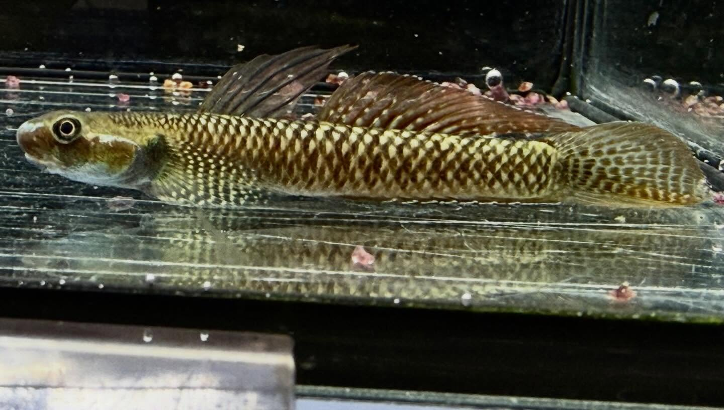 aquastyleg.base.shop/items/132...