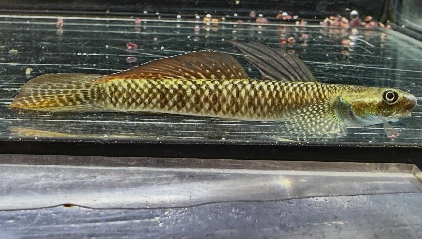 aquastyleg.base.shop/items/132...