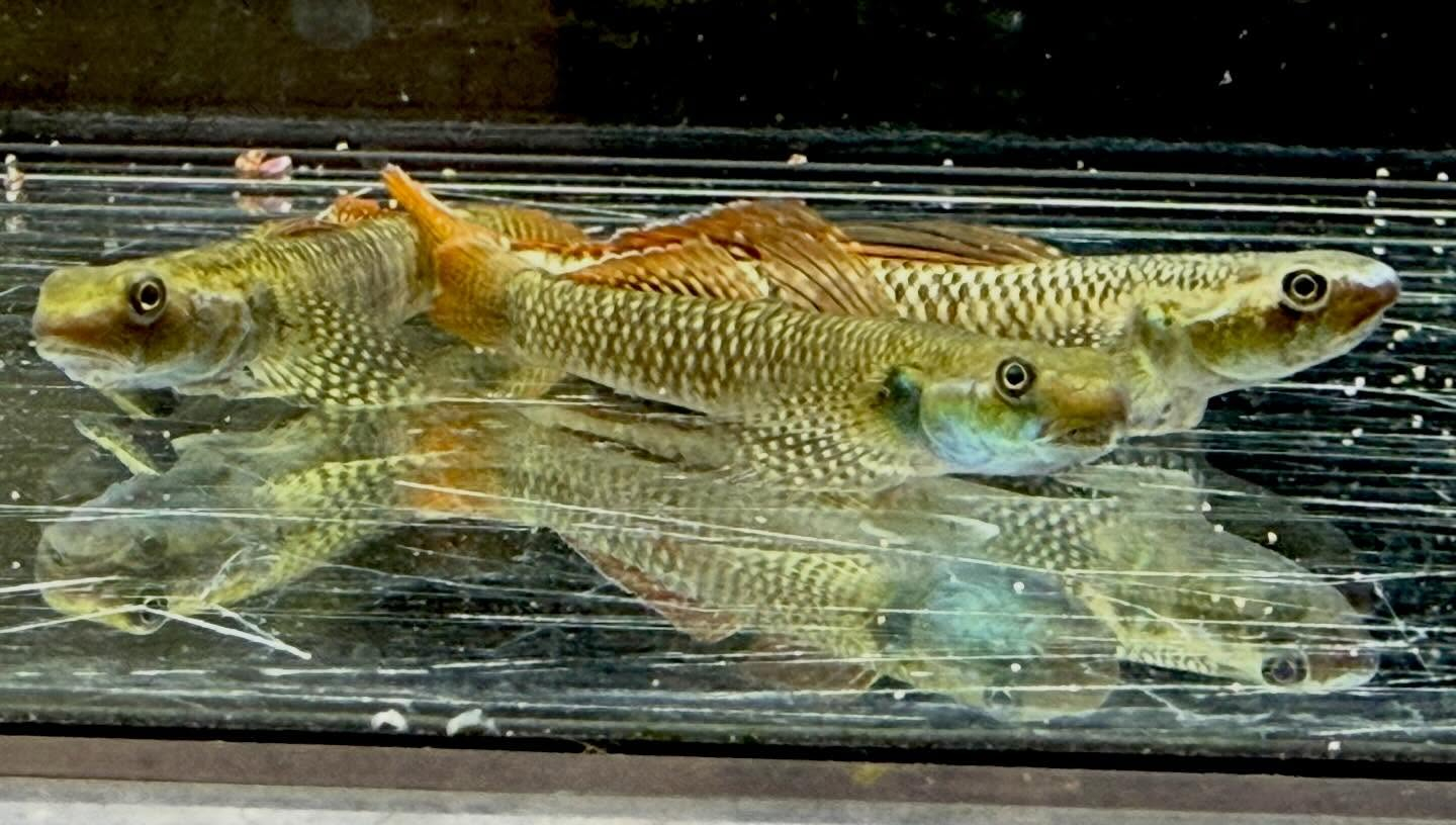 aquastyleg.base.shop/items/132...