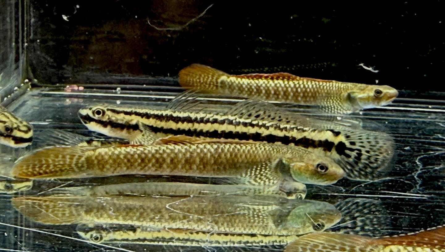 aquastyleg.base.shop/items/132...