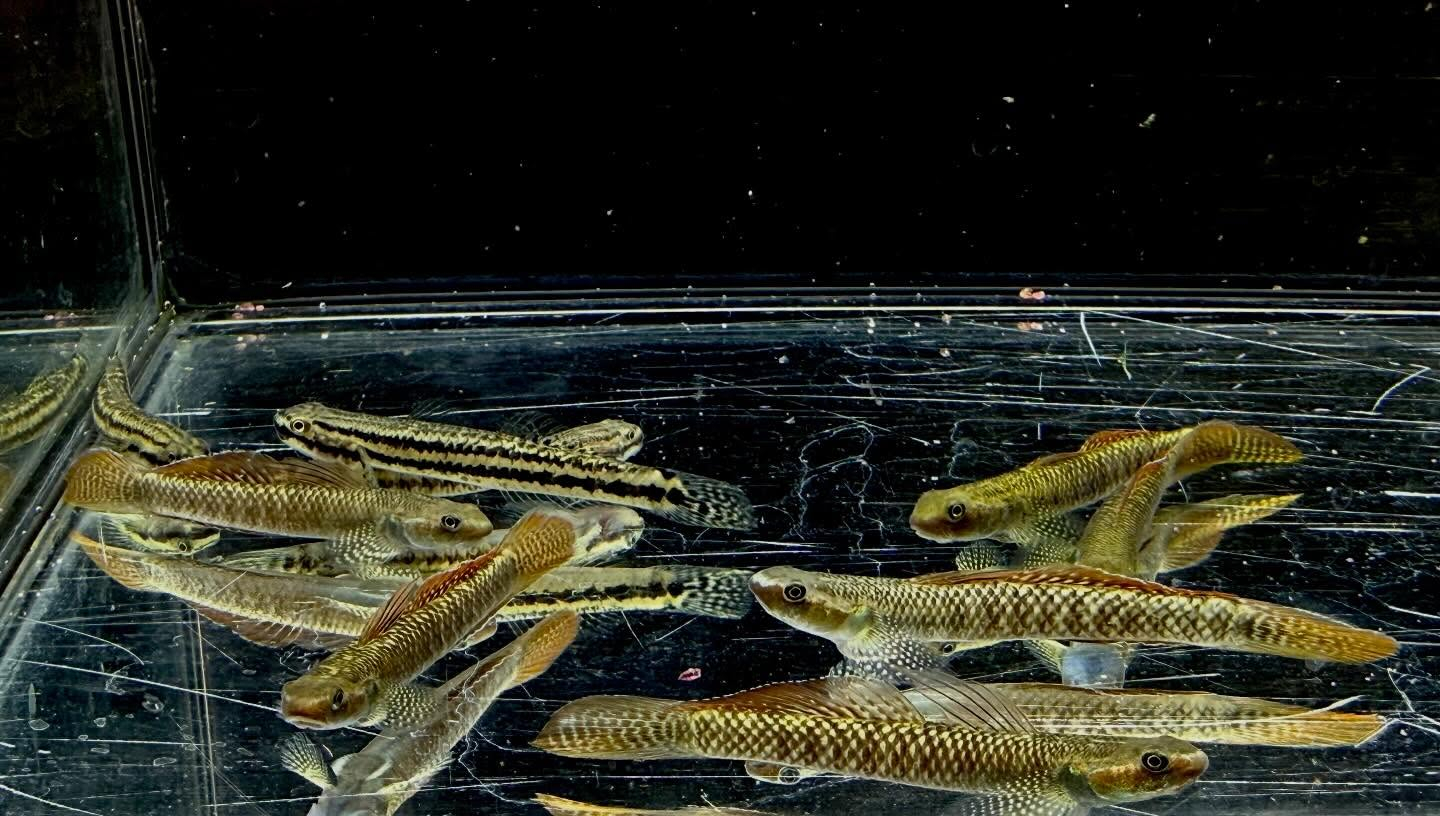 aquastyleg.base.shop/items/132...