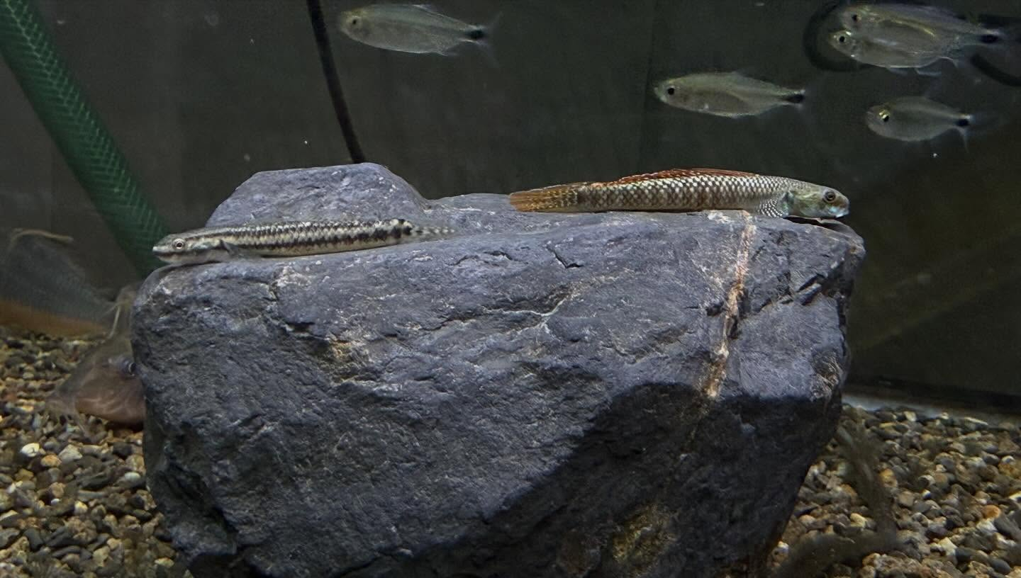 aquastyleg.base.shop/items/132...