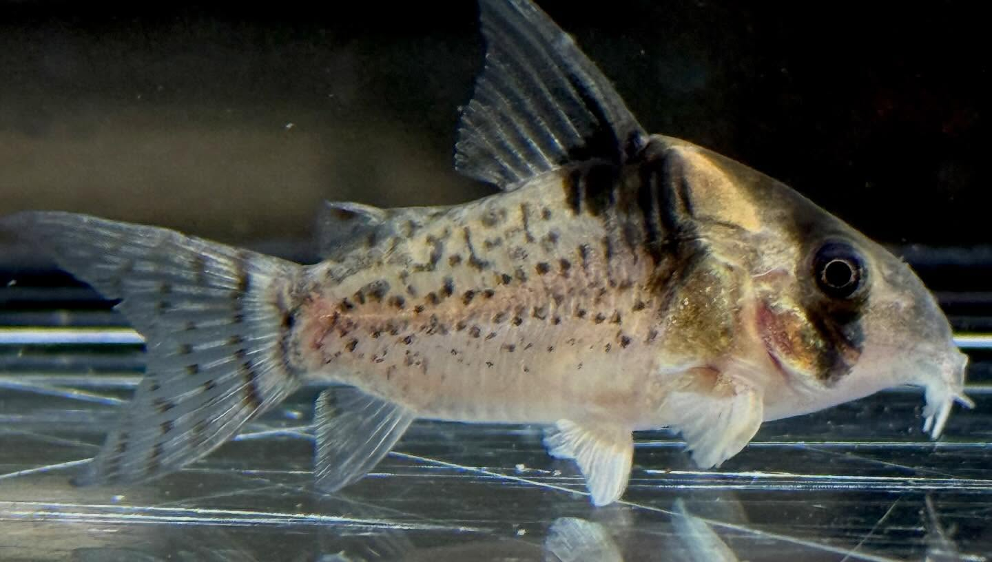 aquastyleg.base.shop/items/132...