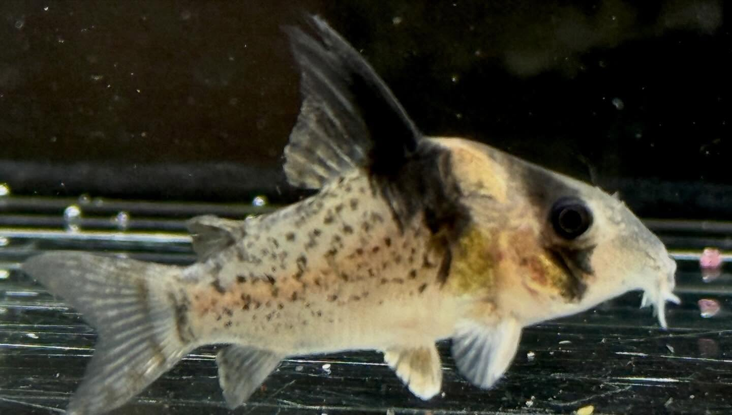 aquastyleg.base.shop/items/132...