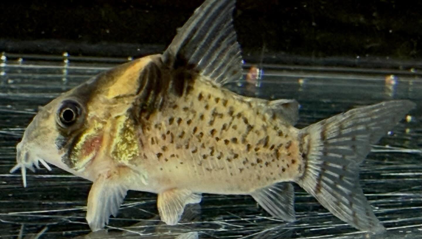 aquastyleg.base.shop/items/132...