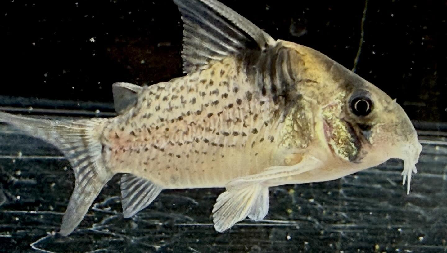 aquastyleg.base.shop/items/132...