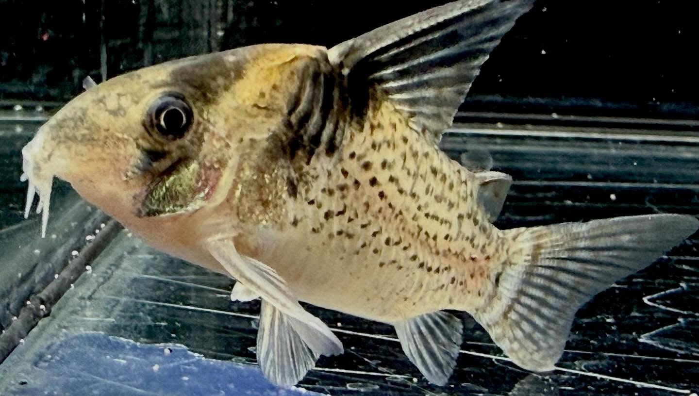 aquastyleg.base.shop/items/132...