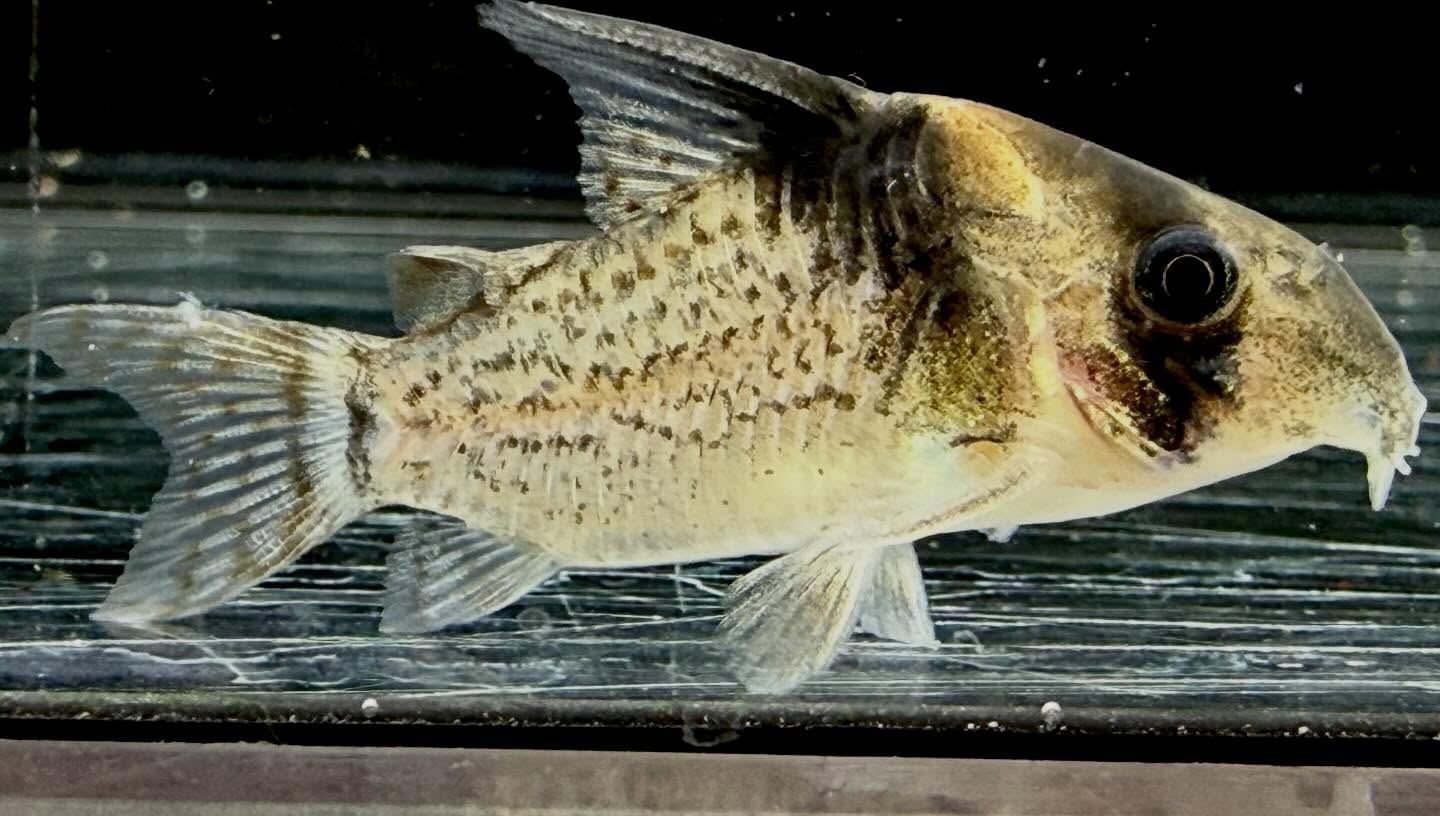 aquastyleg.base.shop/items/132...