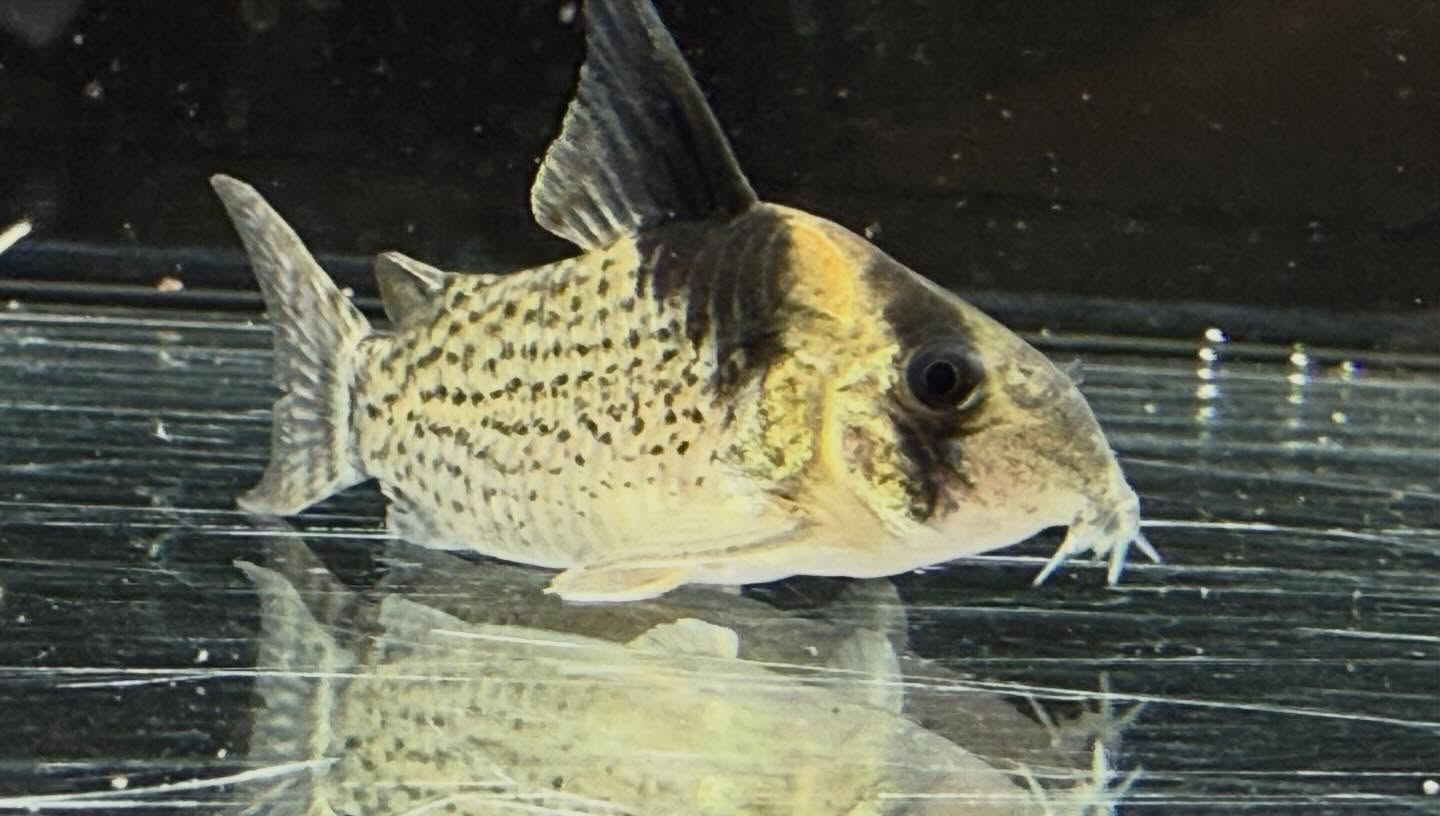 aquastyleg.base.shop/items/132...