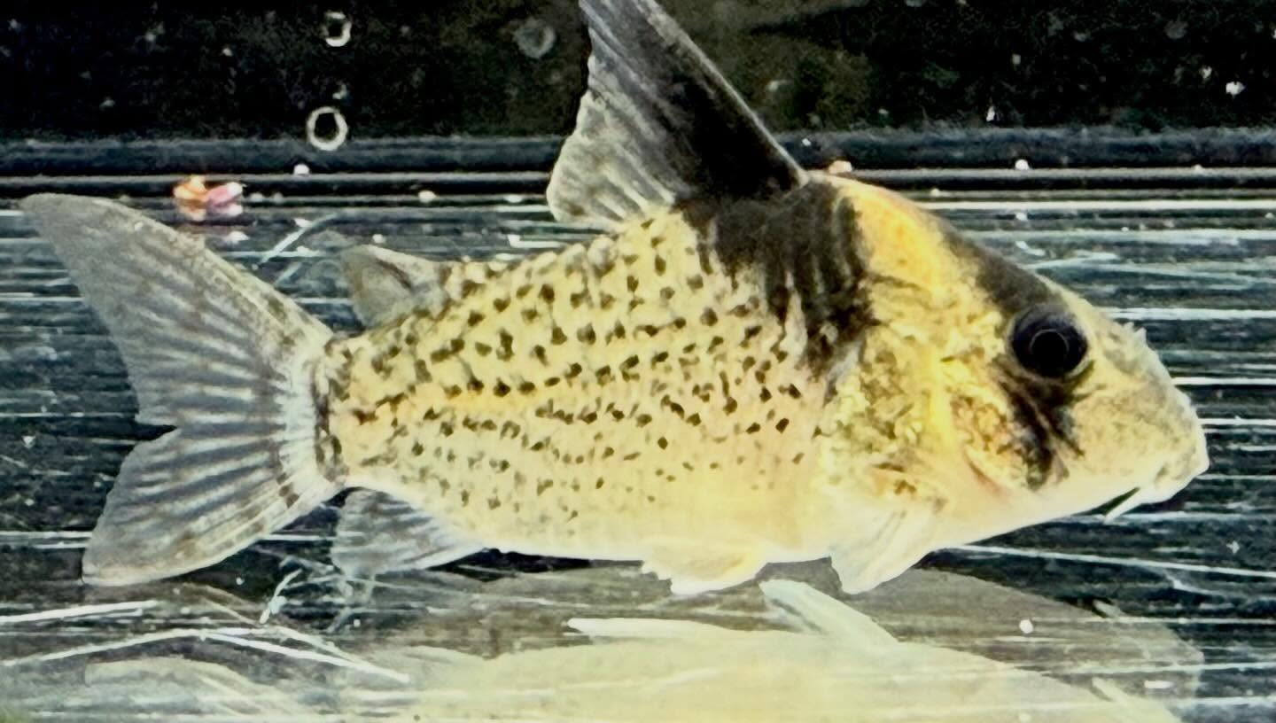 aquastyleg.base.shop/items/132...