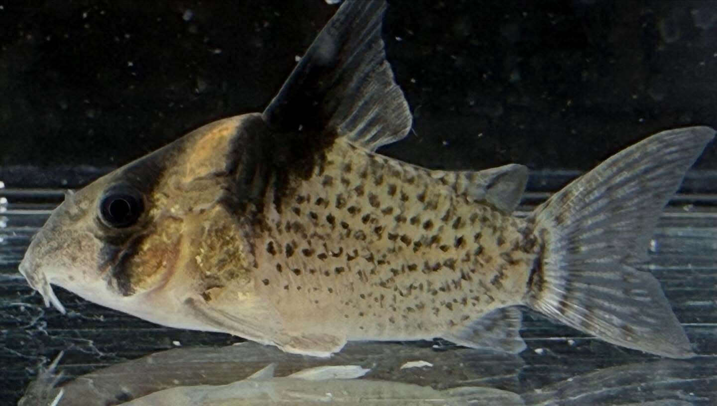 aquastyleg.base.shop/items/132...