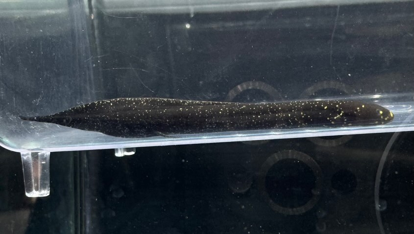 aquastyleg.base.shop/items/132...