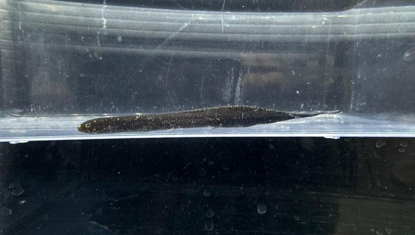 aquastyleg.base.shop/items/132...