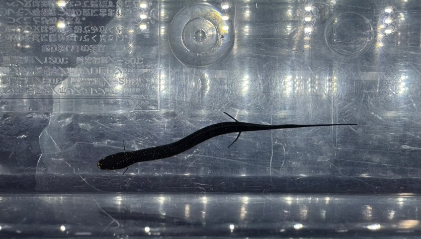 aquastyleg.base.shop/items/132...