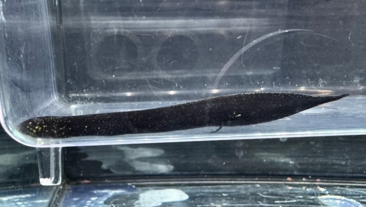 aquastyleg.base.shop/items/132...