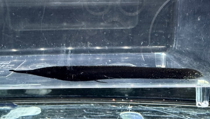 aquastyleg.base.shop/items/132...