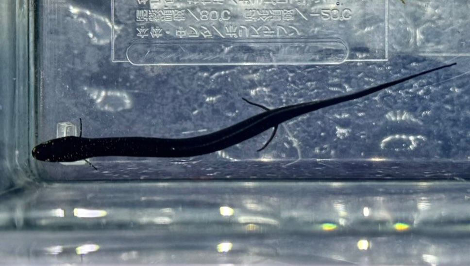 aquastyleg.base.shop/items/132...