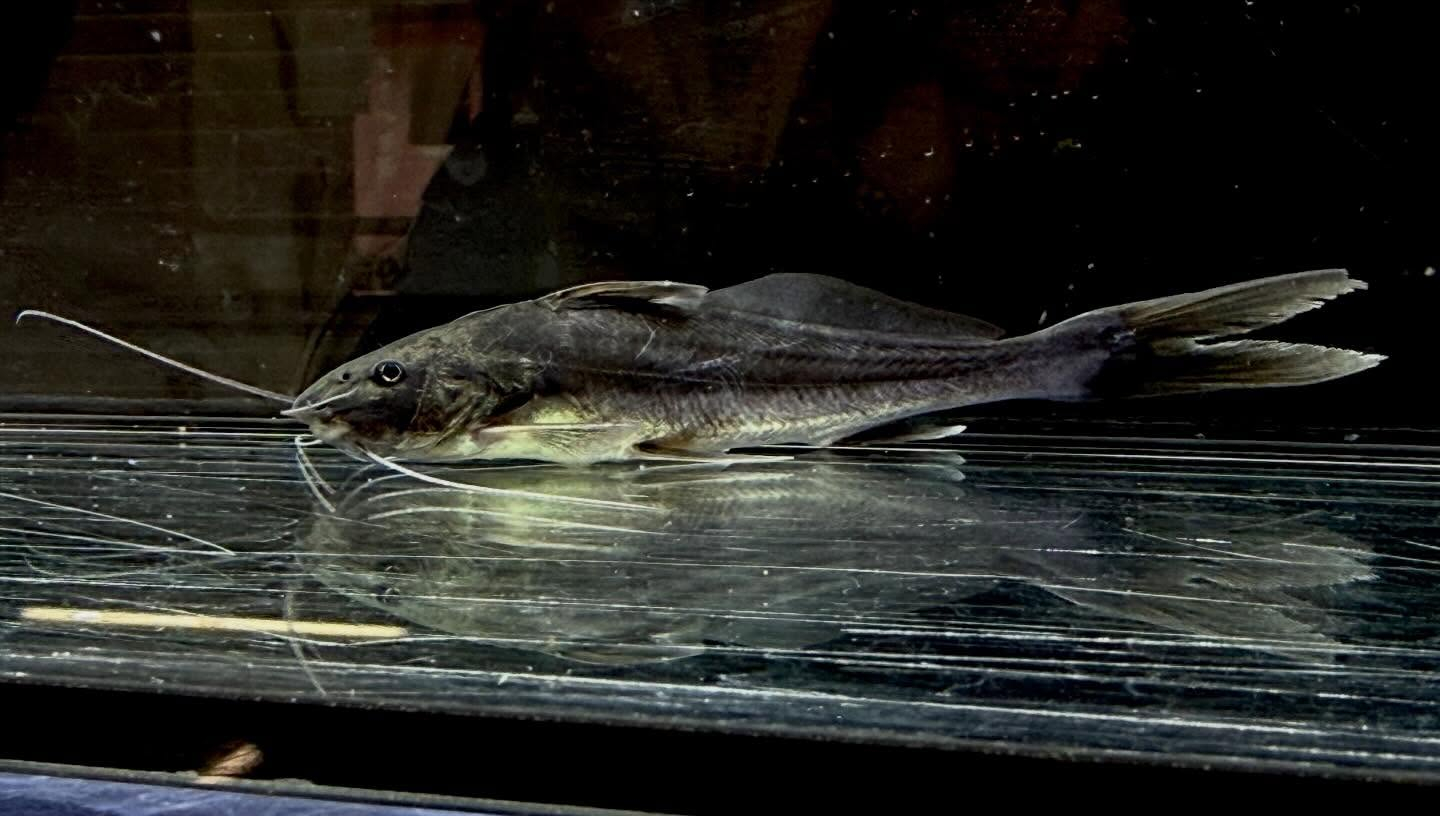 aquastyleg.base.shop/items/132...