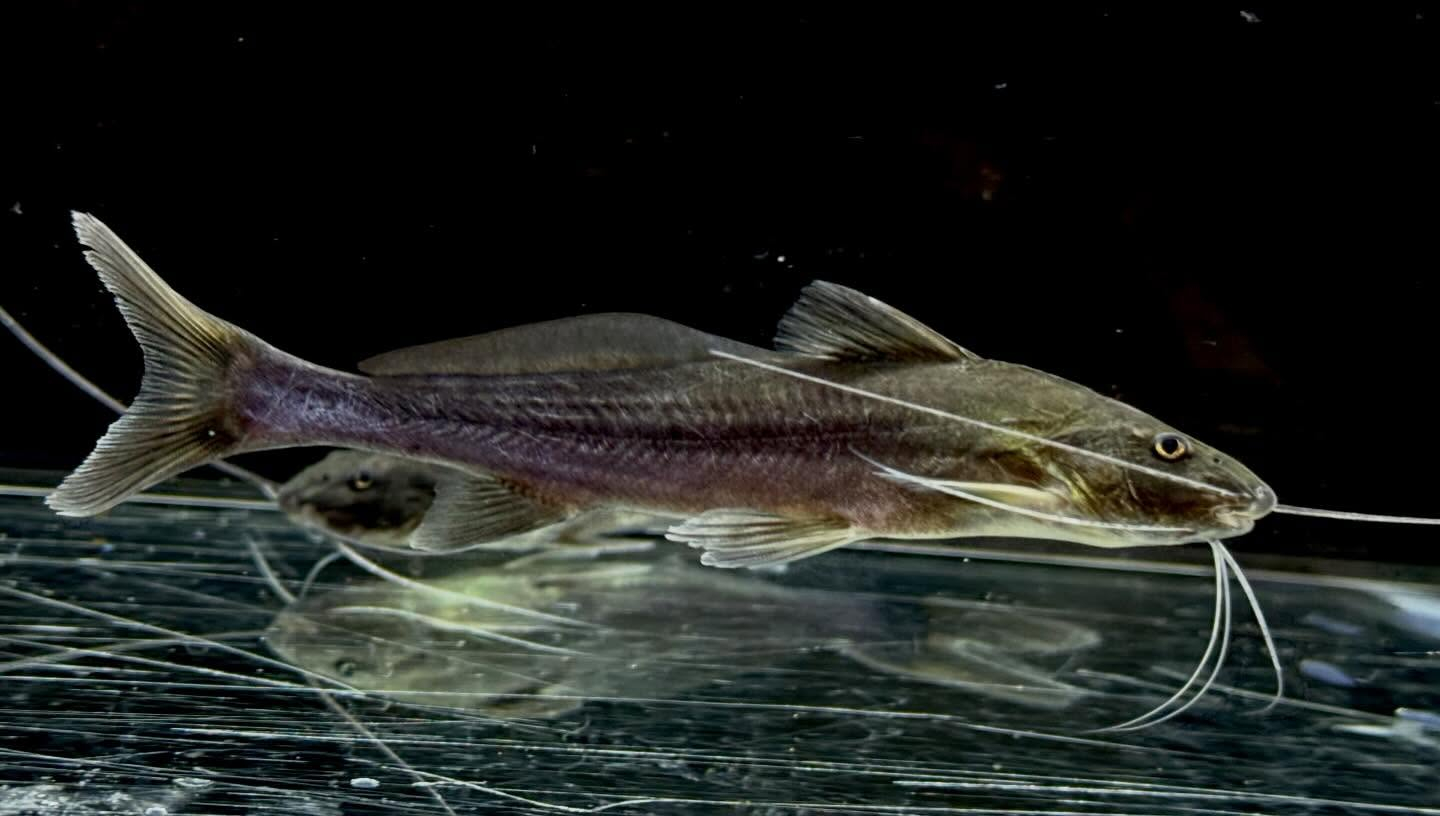 ブルーバックキャット 13cm±