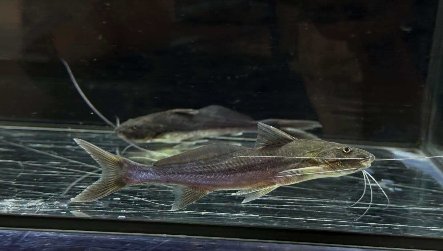 aquastyleg.base.shop/items/132...