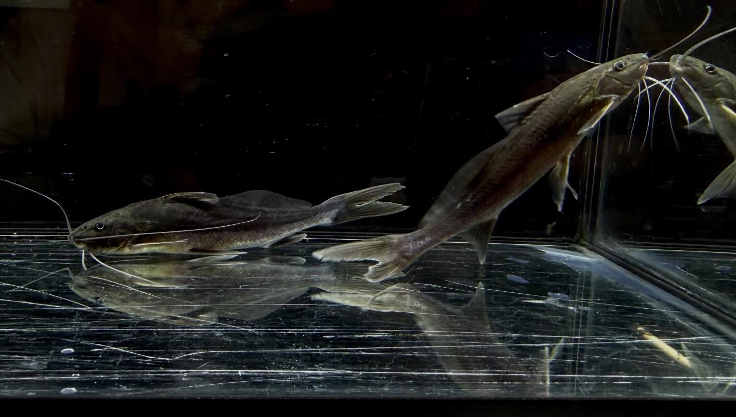 aquastyleg.base.shop/items/132...